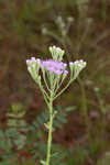 Coastal plain chaffhead